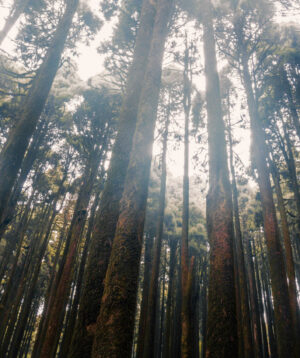 Pine forest